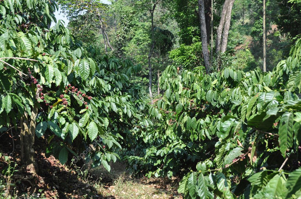 Cây cà phê robusta có hình dáng cao, tán lá rộng